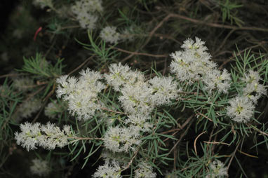 APII jpeg image of Melaleuca linariifolia 'Snowstorm'  © contact APII