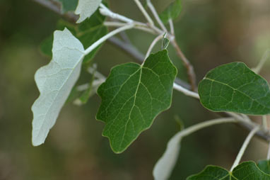 APII jpeg image of Populus alba  © contact APII