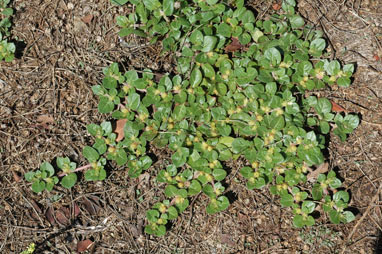 APII jpeg image of Alternanthera pungens  © contact APII