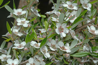 APII jpeg image of Leptospermum deuense  © contact APII