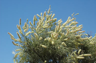 APII jpeg image of Grevillea albiflora  © contact APII