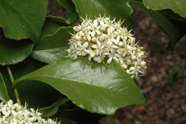 APII jpeg image of Auranticarpa rhombifolia  © contact APII