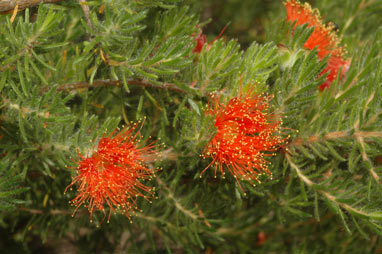 APII jpeg image of Eremaea asterocarpa subsp. brachyclada  © contact APII