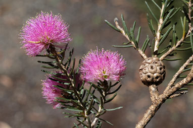 APII jpeg image of Melaleuca pentagona var. raggedensis  © contact APII