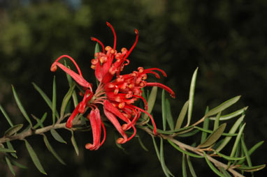 APII jpeg image of Grevillea 'Poorinda Constance'  © contact APII