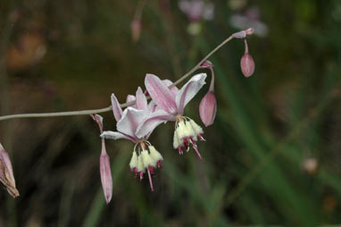 APII jpeg image of Arthropodium milleflorum  © contact APII