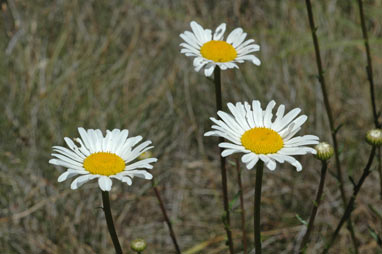 APII jpeg image of Leucanthemum vulgare  © contact APII