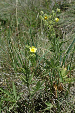 APII jpeg image of Potentilla recta  © contact APII