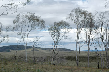 APII jpeg image of Eucalyptus lacrimans  © contact APII