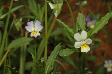 APII jpeg image of Viola arvensis  © contact APII