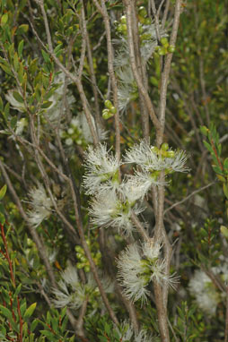 APII jpeg image of Melaleuca lateriflora  © contact APII