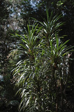 APII jpeg image of Cordyline congesta  © contact APII