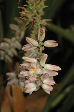 APII jpeg image of Cordyline congesta  © contact APII