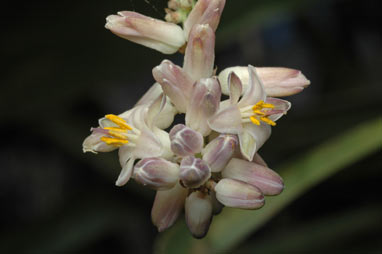 APII jpeg image of Cordyline congesta  © contact APII