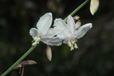 APII jpeg image of Arthropodium milleflorum  © contact APII