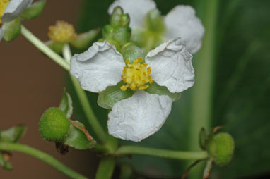 APII jpeg image of Sagittaria platyphylla  © contact APII