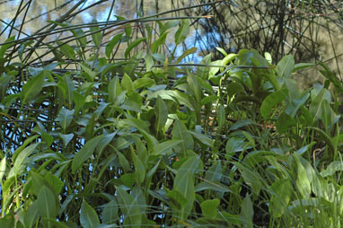 APII jpeg image of Sagittaria platyphylla  © contact APII