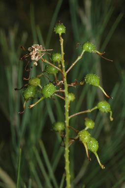 APII jpeg image of Grevillea zygoloba  © contact APII