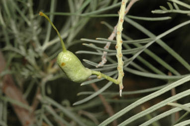 APII jpeg image of Grevillea stenomera  © contact APII