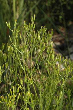 APII jpeg image of Senecio diaschides  © contact APII