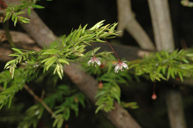 APII jpeg image of Asparagus scandens  © contact APII