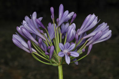 APII jpeg image of Agapanthus praecox subsp. orientalis  © contact APII