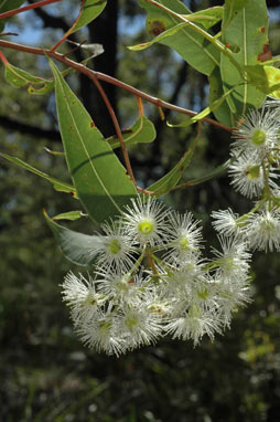 APII jpeg image of Corymbia gummifera  © contact APII