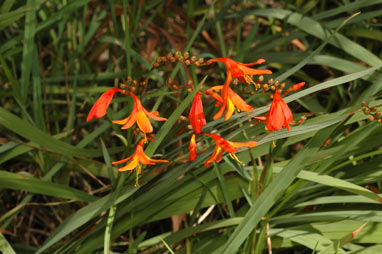 APII jpeg image of Crocosmia x crocosmiiflora  © contact APII