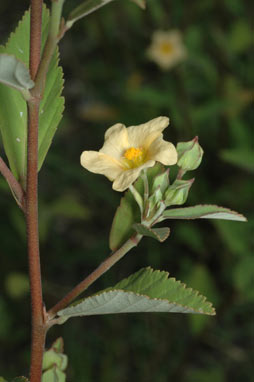 APII jpeg image of Sida rhombifolia  © contact APII