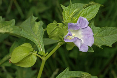 APII jpeg image of Nicandra physalodes  © contact APII