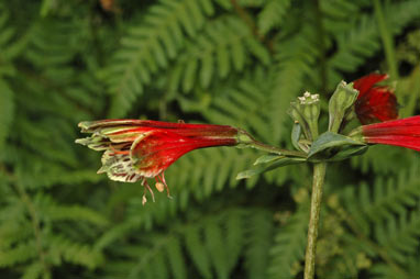 APII jpeg image of Alstroemeria psittacina  © contact APII