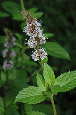 APII jpeg image of Mentha piperita f. piperita  © contact APII