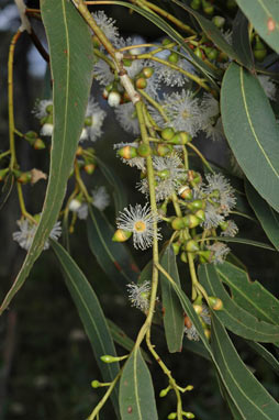 APII jpeg image of Eucalyptus dalrympleana subsp. dalrympleana  © contact APII