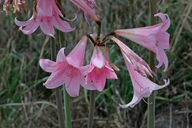 APII jpeg image of Amaryllis belladonna  © contact APII