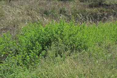 APII jpeg image of Amaranthus albus  © contact APII