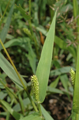 APII jpeg image of Setaria verticillata  © contact APII