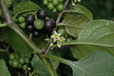 APII jpeg image of Solanum nigrum  © contact APII