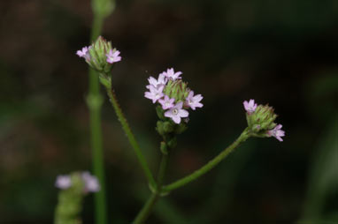 APII jpeg image of Verbena quadrangularis  © contact APII