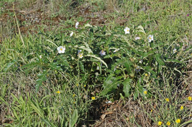 APII jpeg image of Solanum cinereum  © contact APII