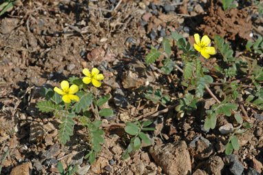 APII jpeg image of Tribulus micrococcus  © contact APII