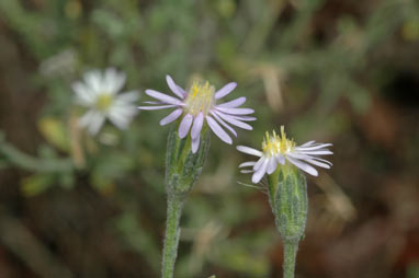 APII jpeg image of Vittadinia cuneata var. cuneata  © contact APII