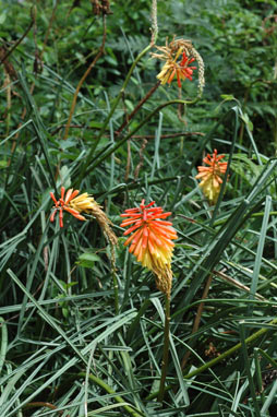 APII jpeg image of Kniphofia uvaria  © contact APII