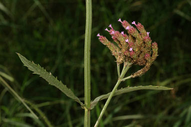 APII jpeg image of Verbena bonariensis  © contact APII