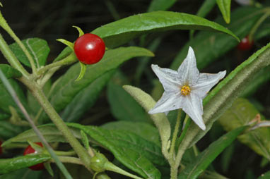 APII jpeg image of Solanum stelligerum  © contact APII