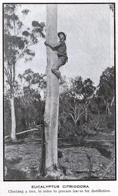 APII jpeg image of Corymbia citriodora  © contact APII