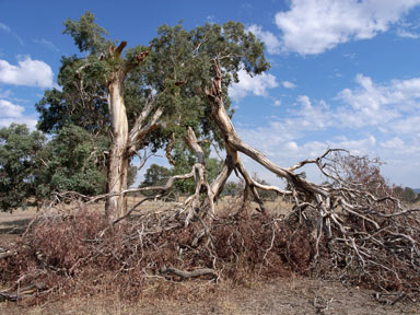 APII jpeg image of Eucalyptus blakelyi  © contact APII