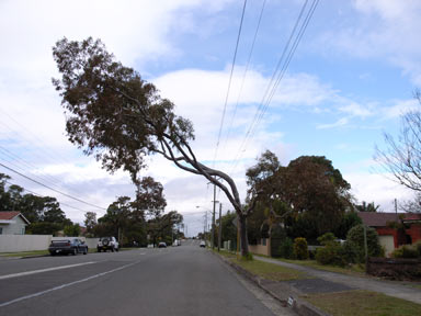 APII jpeg image of Eucalyptus  © contact APII