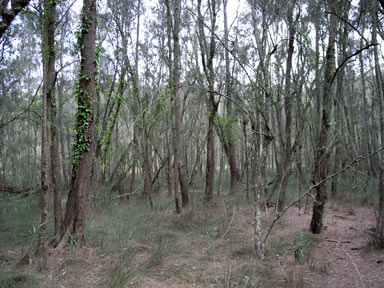 APII jpeg image of Casuarina cunninghamiana  © contact APII