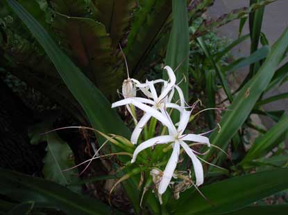 APII jpeg image of Crinum pedunculatum  © contact APII