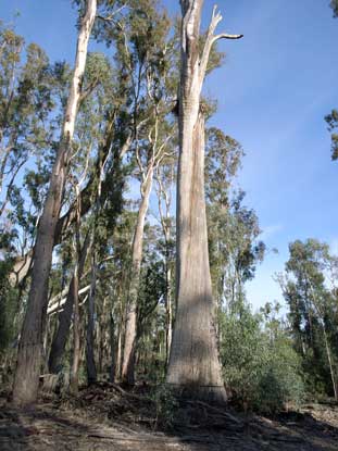 APII jpeg image of Eucalyptus camaldulensis  © contact APII